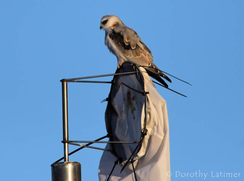 Black-shouldered Kite (Elanus axillaris), Alice Springs Ponds © Dorothy Latimer