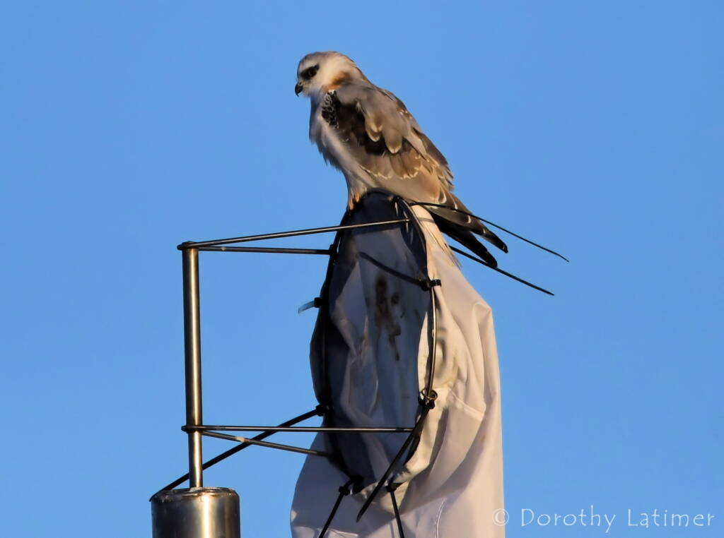 Black-shouldered Kite (Elanus axillaris), Alice Springs Ponds © Dorothy Latimer