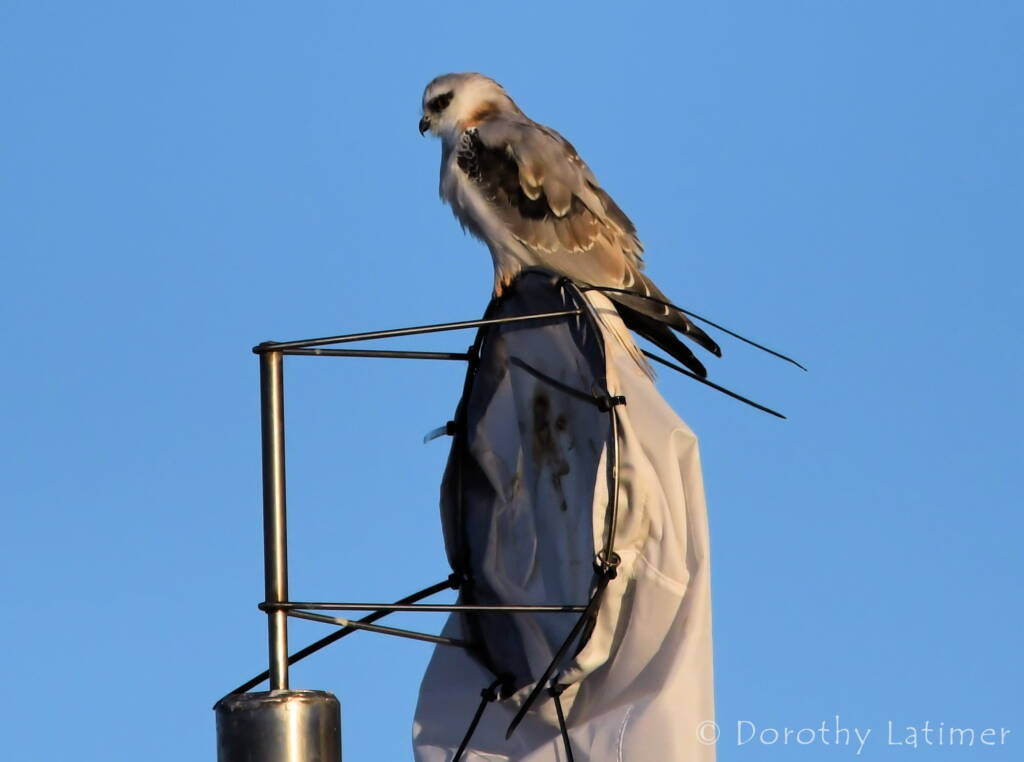Black-shouldered Kite (Elanus axillaris), Alice Springs Ponds © Dorothy Latimer
