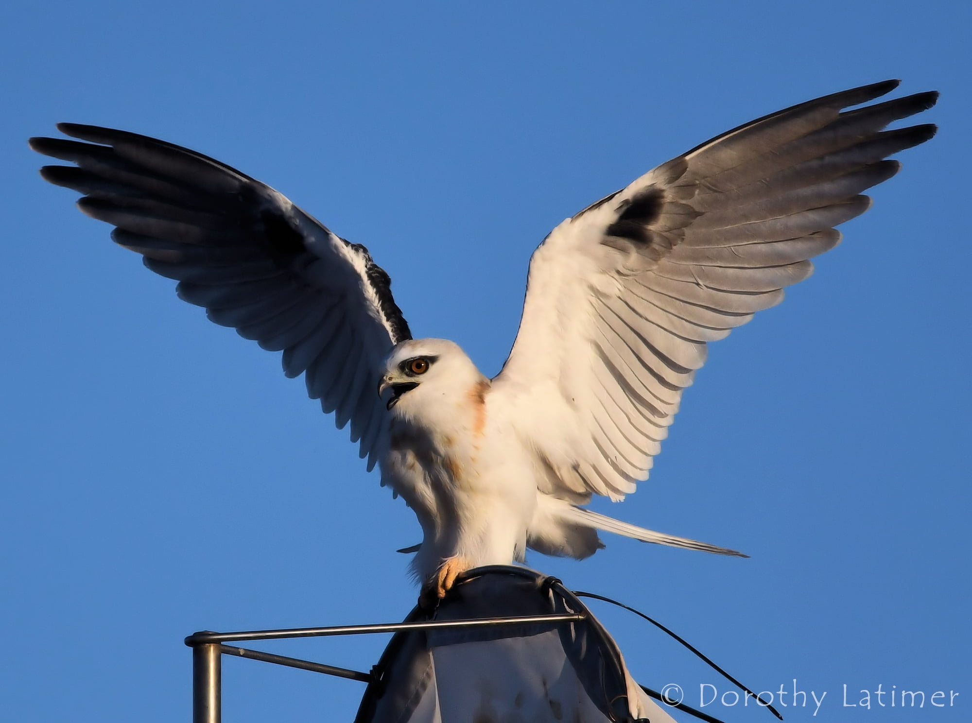 Black-shouldered Kite (Elanus axillaris), Alice Springs Ponds © Dorothy Latimer