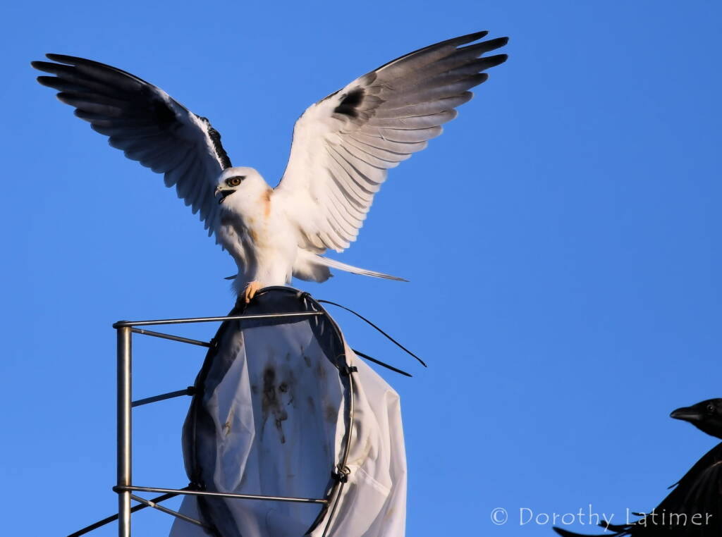 Black-shouldered Kite (Elanus axillaris) and crow, Alice Springs Ponds © Dorothy Latimer