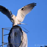 Black-shouldered Kite (Elanus axillaris) and crow, Alice Springs Ponds © Dorothy Latimer