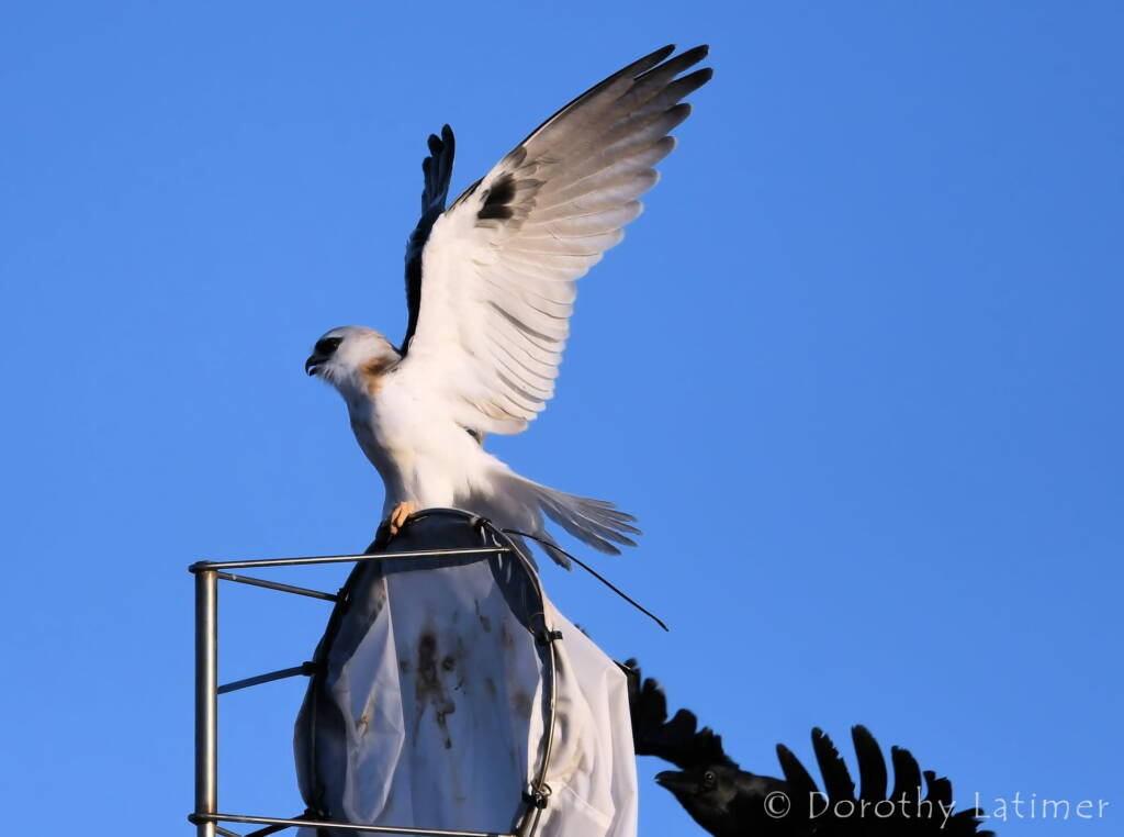 Black-shouldered Kite (Elanus axillaris) and crow, Alice Springs Ponds © Dorothy Latimer