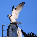 Black-shouldered Kite (Elanus axillaris) and crow, Alice Springs Ponds © Dorothy Latimer