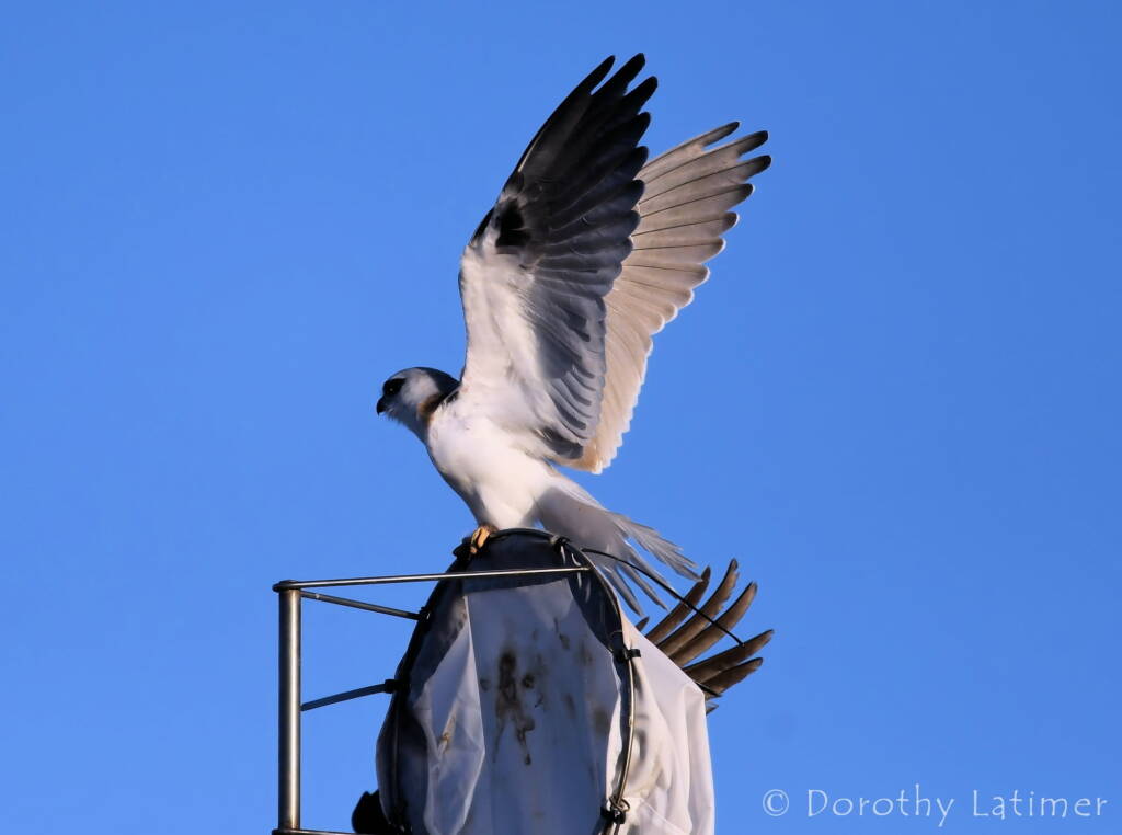 Black-shouldered Kite (Elanus axillaris) and crow, Alice Springs Ponds © Dorothy Latimer