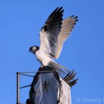 Black-shouldered Kite (Elanus axillaris) and crow, Alice Springs Ponds © Dorothy Latimer