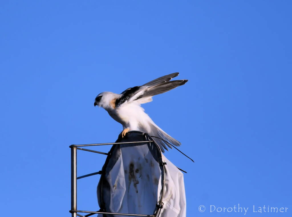 Black-shouldered Kite (Elanus axillaris), Alice Springs Ponds © Dorothy Latimer