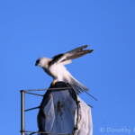 Black-shouldered Kite (Elanus axillaris), Alice Springs Ponds © Dorothy Latimer