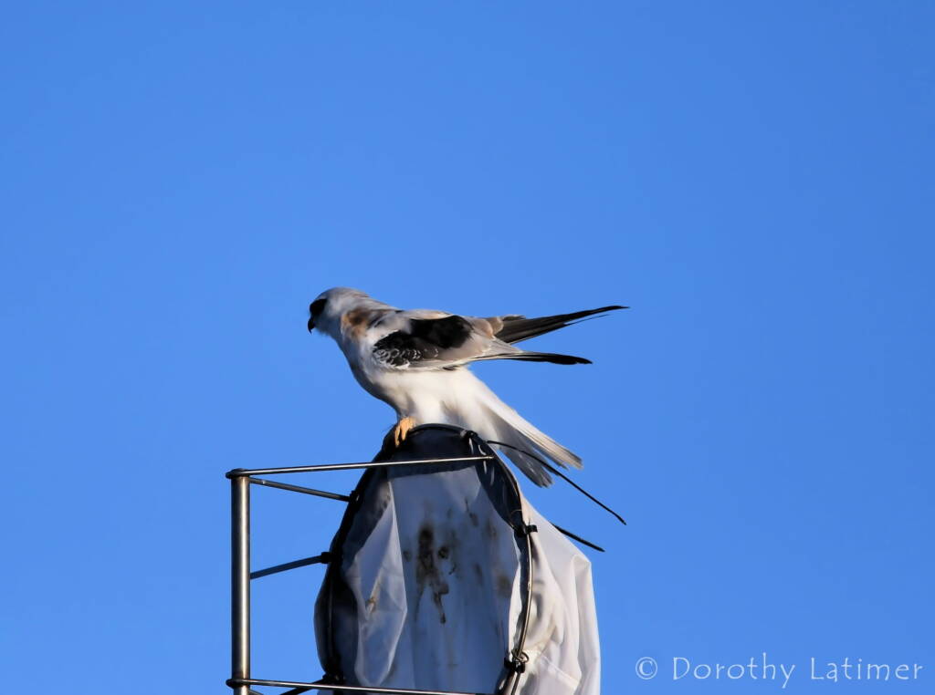Black-shouldered Kite (Elanus axillaris), Alice Springs Ponds © Dorothy Latimer