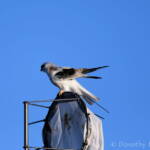 Black-shouldered Kite (Elanus axillaris), Alice Springs Ponds © Dorothy Latimer