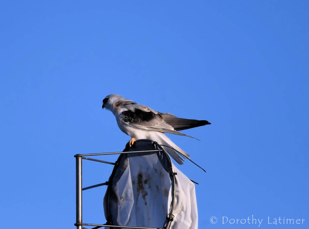 Black-shouldered Kite (Elanus axillaris), Alice Springs Ponds © Dorothy Latimer