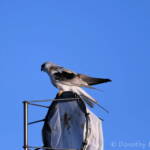Black-shouldered Kite (Elanus axillaris), Alice Springs Ponds © Dorothy Latimer