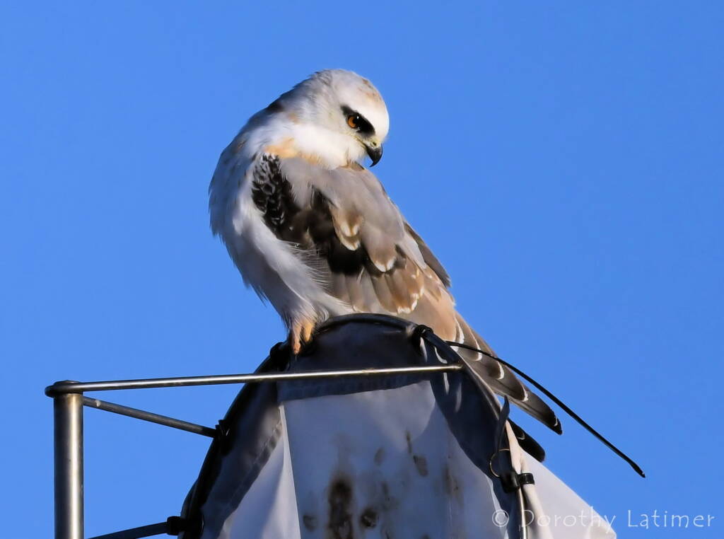 Black-shouldered Kite (Elanus axillaris), Alice Springs Ponds © Dorothy Latimer
