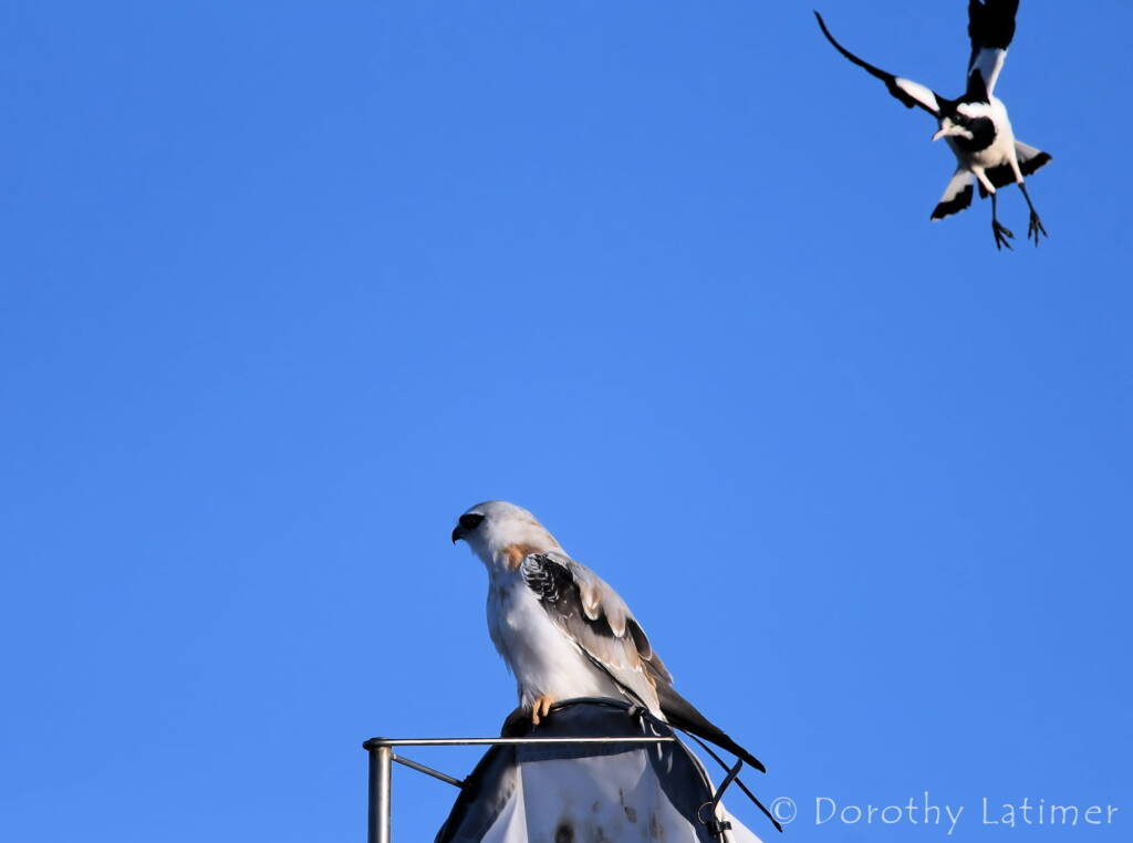 Black-shouldered Kite (Elanus axillaris) and Magpie Lark, Alice Springs Ponds © Dorothy Latimer