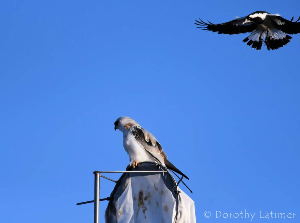 Black-shouldered Kite (Elanus axillaris) and Magpie Lark, Alice Springs Ponds © Dorothy Latimer