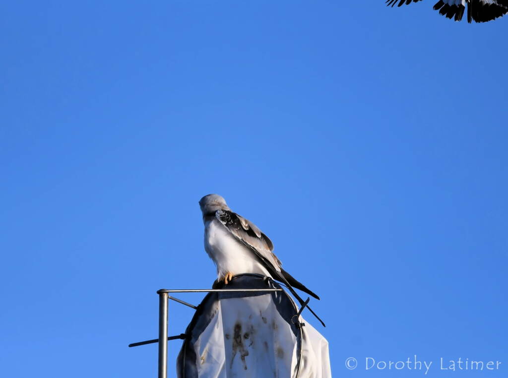 Black-shouldered Kite (Elanus axillaris) and Magpie Lark, Alice Springs Ponds © Dorothy Latimer