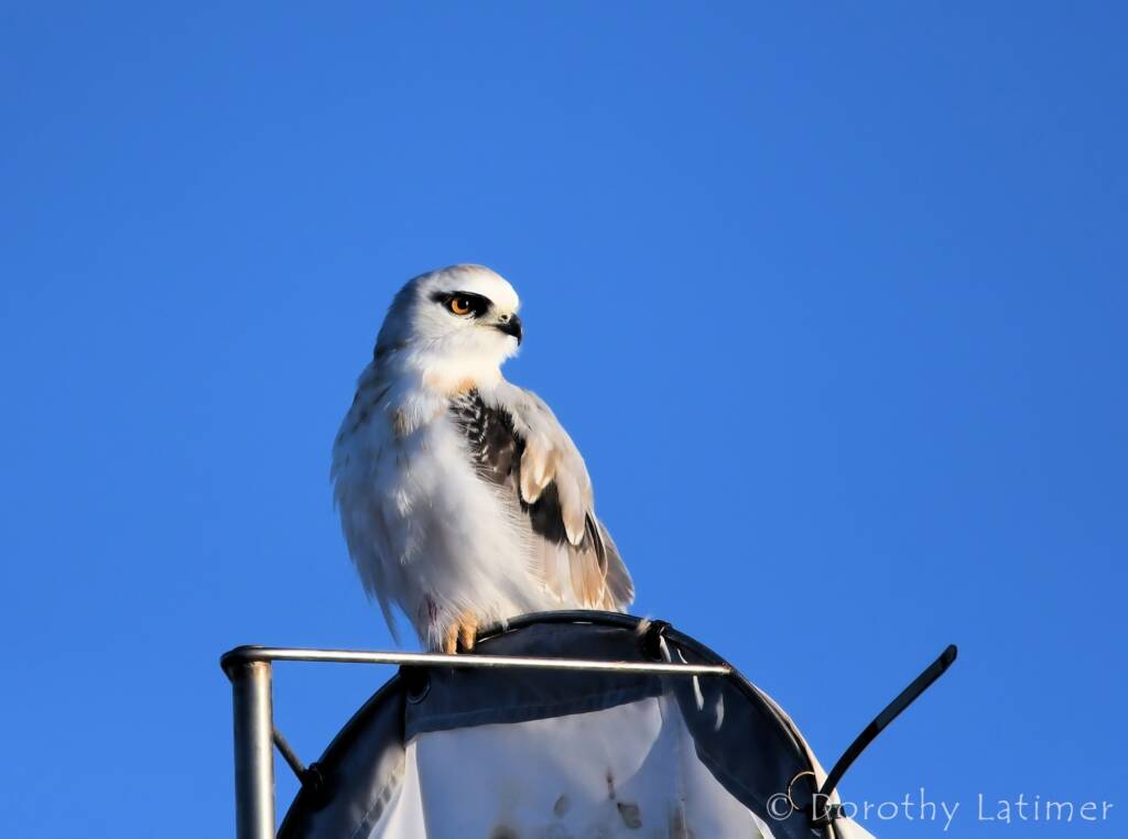 Black-shouldered Kite (Elanus axillaris), Alice Springs Ponds © Dorothy Latimer