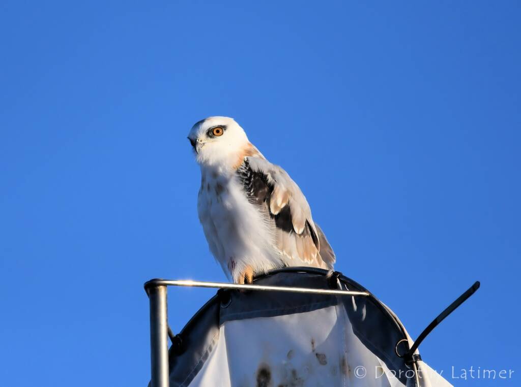 Black-shouldered Kite (Elanus axillaris), Alice Springs Ponds © Dorothy Latimer
