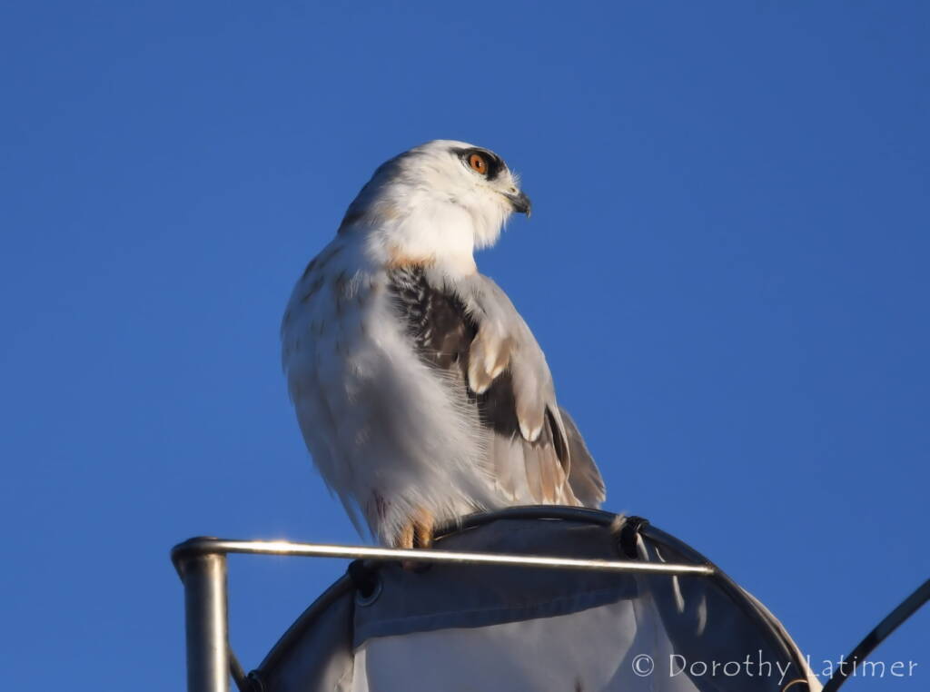 Black-shouldered Kite (Elanus axillaris), Alice Springs Ponds © Dorothy Latimer