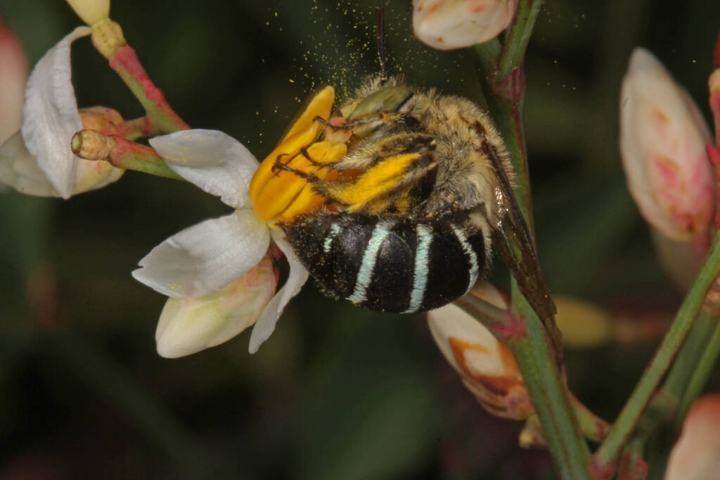 Blue Banded Bee (Amegilla) buzz pollinating flower of Nandina © Marc Newman