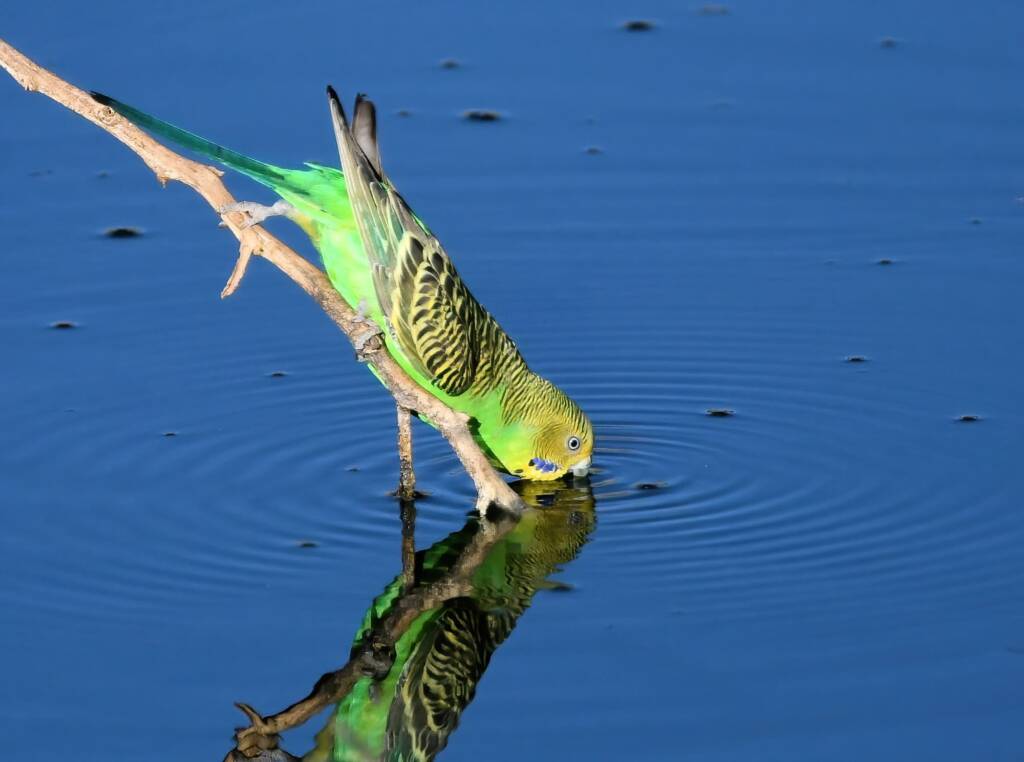 Budgerigar (Melopsittacus undulatus), Alice Springs Ponds © Dorothy Latimer