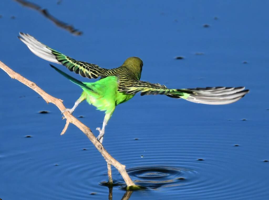Budgerigar (Melopsittacus undulatus), Alice Springs Ponds © Dorothy Latimer