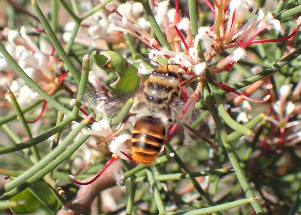 Ctenocolletes rufescens, Midwest WA © Gary Taylor