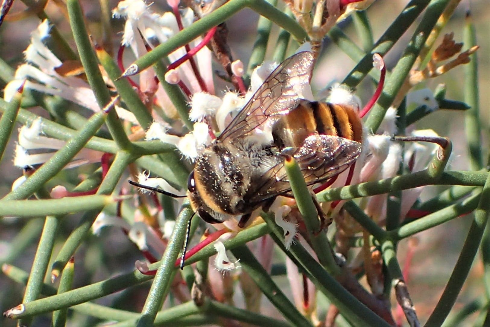 Ctenocolletes rufescens, Midwest WA © Gary Taylor