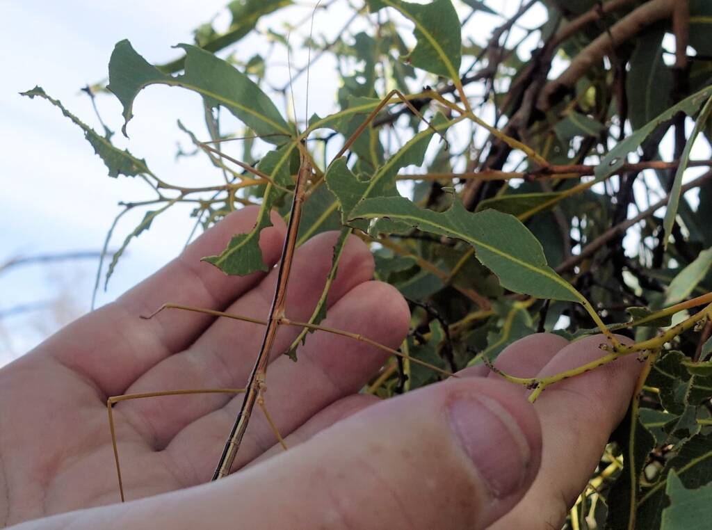 Denham Stick-insect (genus Denhama), Palm Valley