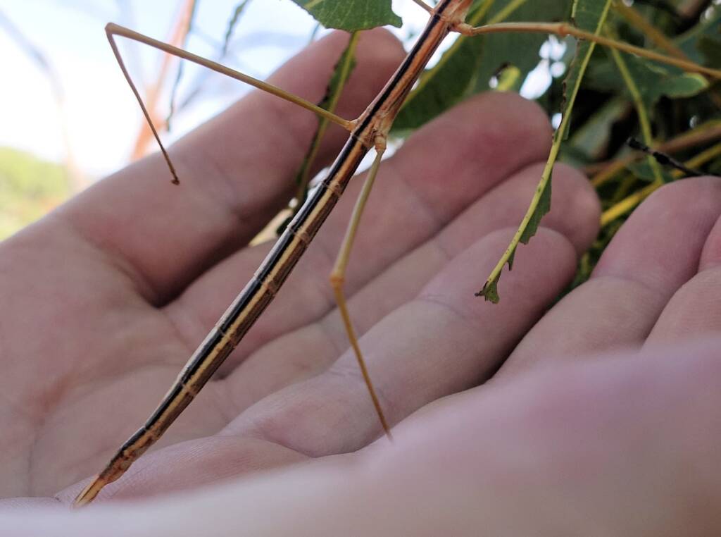 Denham Stick-insect (genus Denhama), Palm Valley