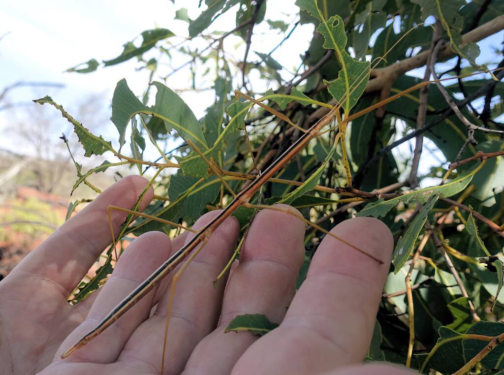 Denham Stick-insect (genus Denhama), Palm Valley