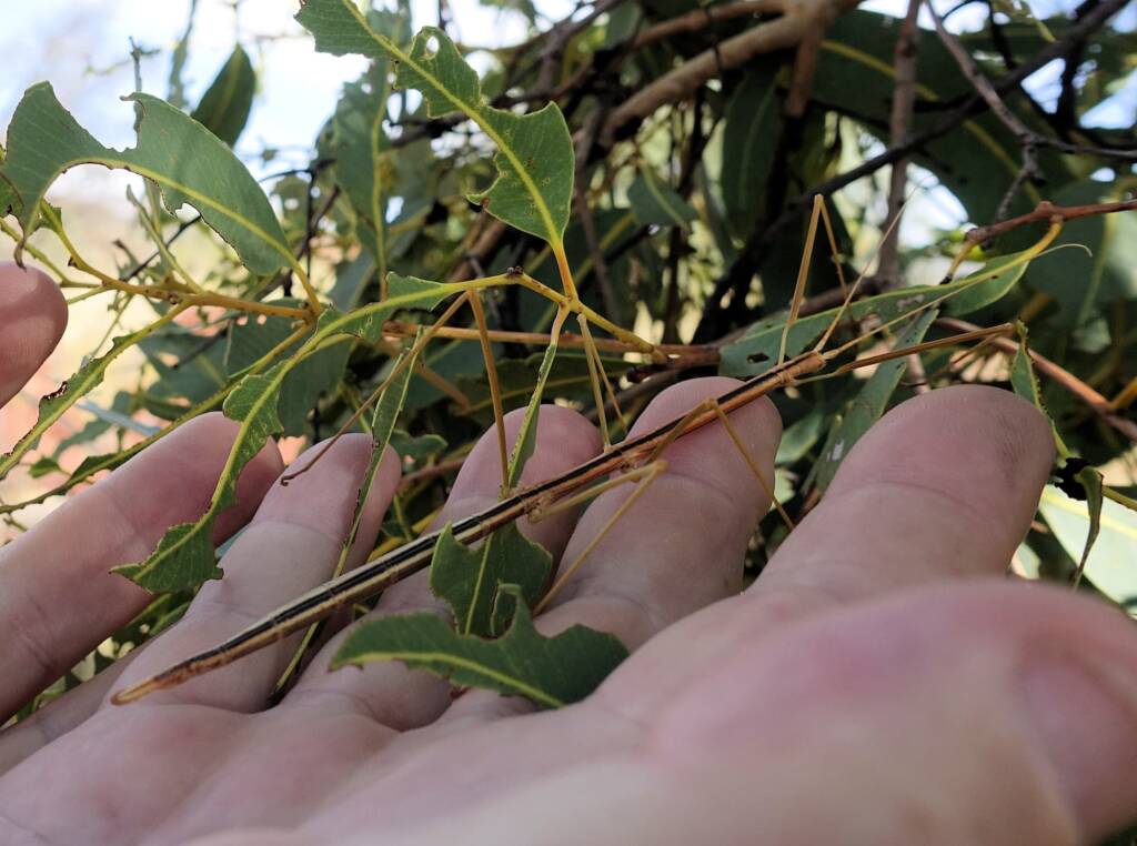 Denham Stick-insect (genus Denhama), Palm Valley