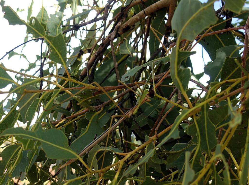 Denham Stick-insect (genus Denhama), Palm Valley