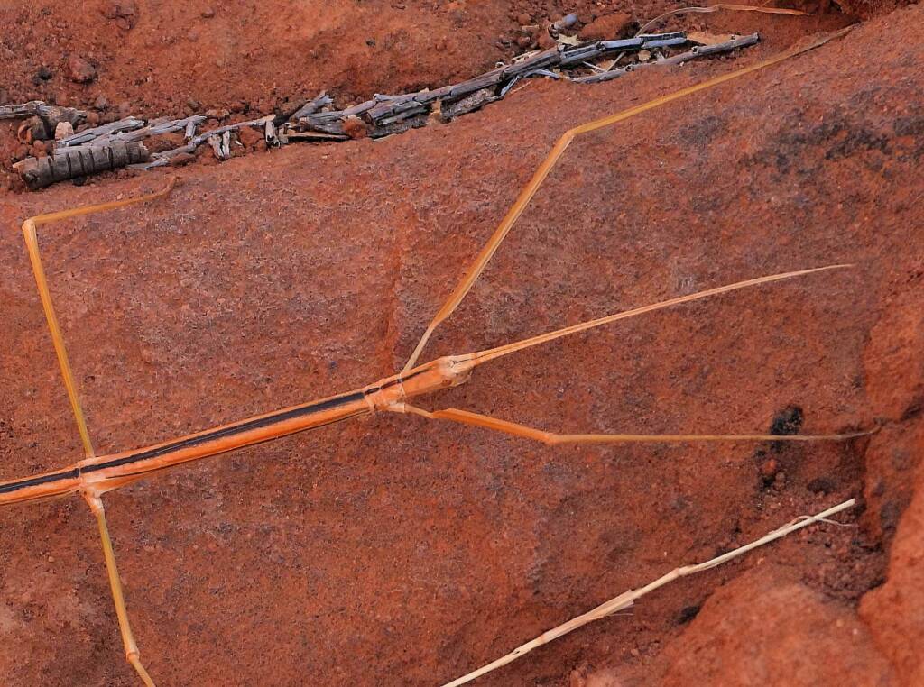Denham Stick-insect (genus Denhama), Palm Valley © Dorothy Latimer