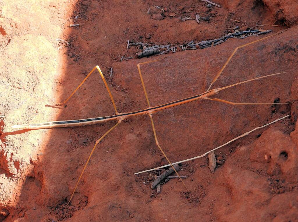 Denham Stick-insect (genus Denhama), Palm Valley © Dorothy Latimer