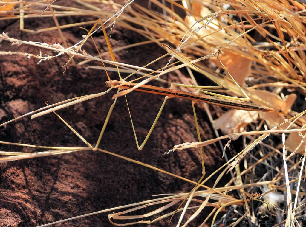 Denham Stick-insect (genus Denhama), Palm Valley © Dorothy Latimer