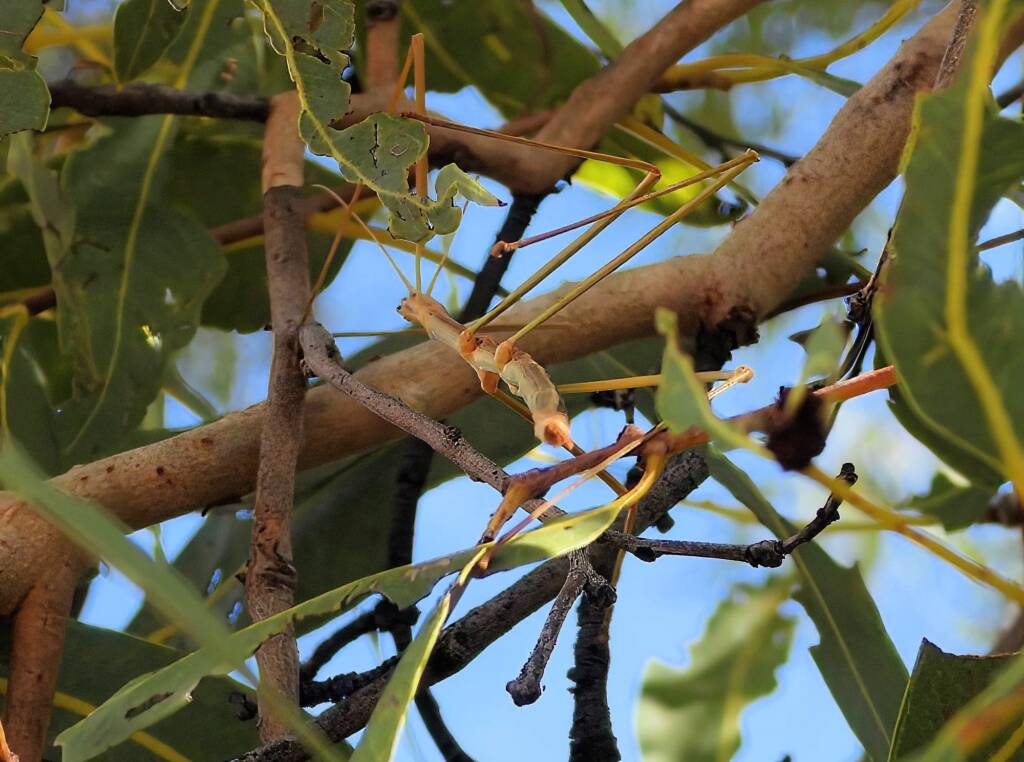 Denham Stick-insect (genus Denhama), Palm Valley © Dorothy Latimer