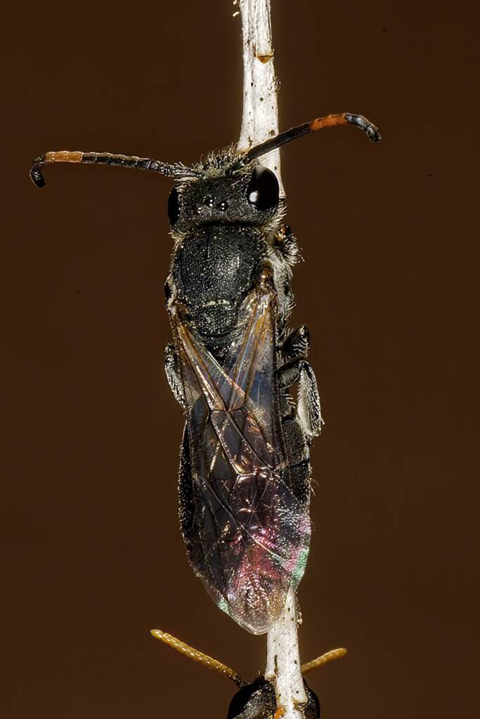 Eurglossa ephippiata, Ballandean QLD © Marc Newman