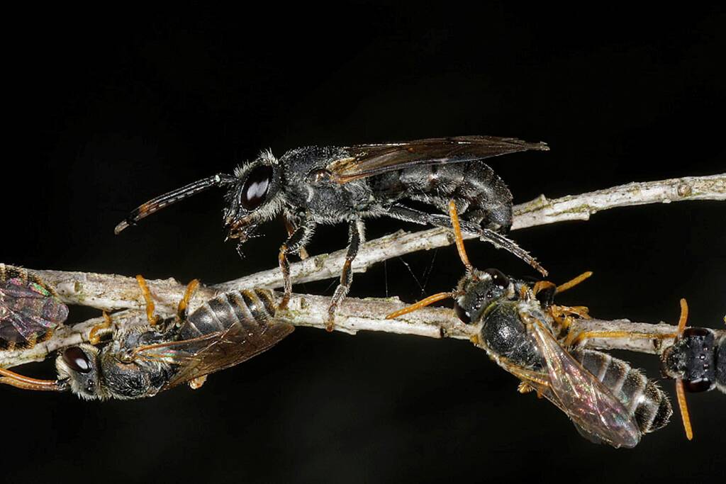 Eurglossa ephippiata, Ballandean QLD © Marc Newman