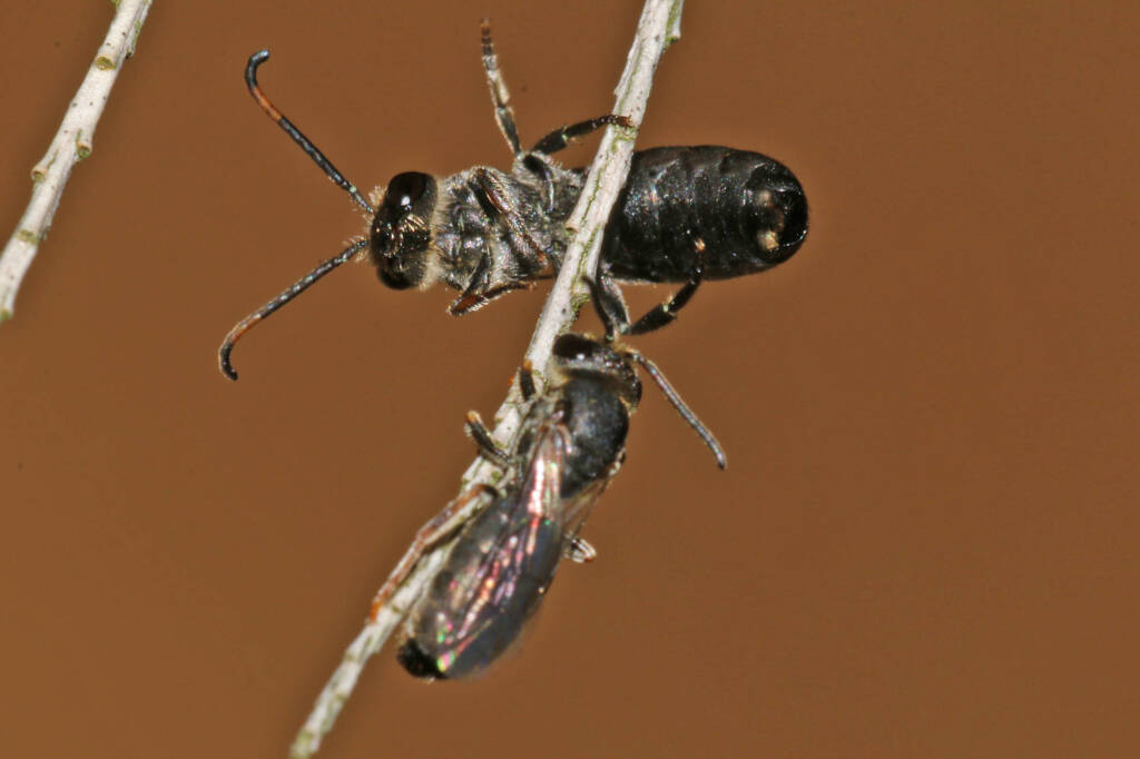 Eurglossa ephippiata roosting with friend, Ballandean QLD © Marc Newman