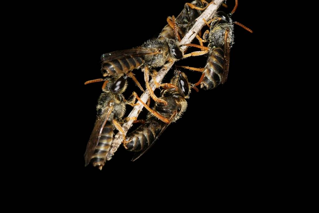 Eurglossa adelaidae males roosting, Ballandean QLD © Marc Newman