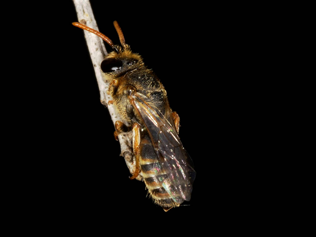 Eurglossa adelaidae male roosting, Ballandean QLD © Marc Newman
