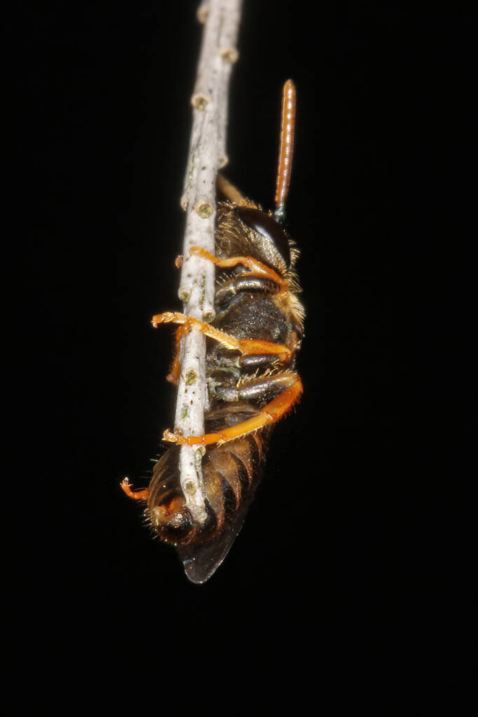 Eurglossa adelaidae male, Ballandean QLD © Marc Newman