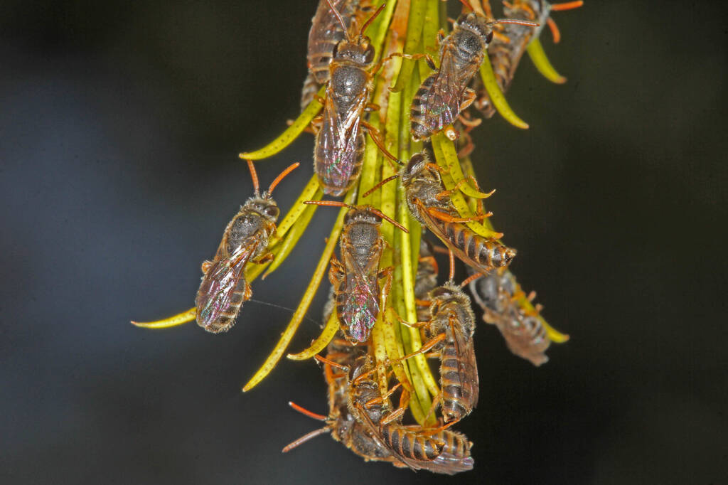 Eurglossa adelaidae males roosting, Ballandean QLD © Marc Newman