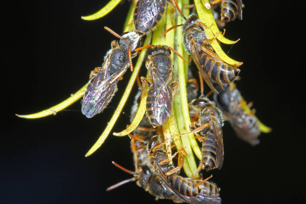 Eurglossa adelaidae males roosting, Ballandean QLD © Marc Newman