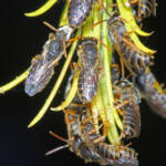 Eurglossa adelaidae males roosting, Ballandean QLD © Marc Newman