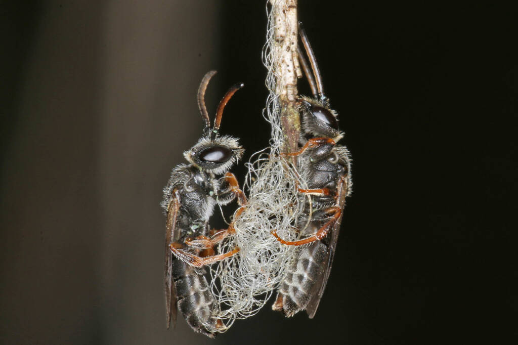 Eurglossa adelaidae males, Ballandean QLD © Marc Newman