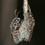 Eurglossa adelaidae males, Ballandean QLD © Marc Newman