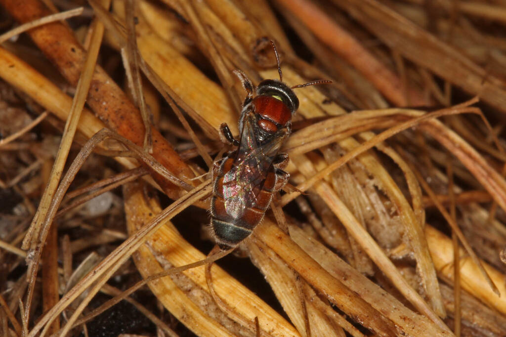 Eurglossa adelaidae female, Ballandean QLD © Marc Newman