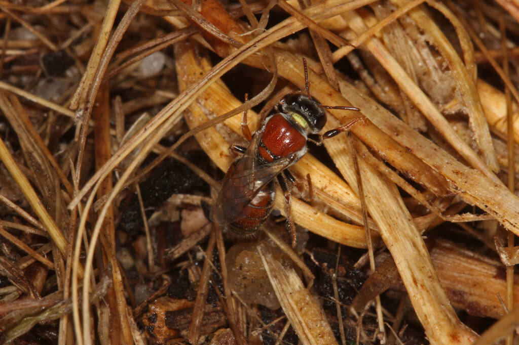 Eurglossa adelaidae female, Ballandean QLD © Marc Newman